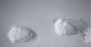 North Pole Prints: Polar bear walking on arctic snow leaving footprints behind