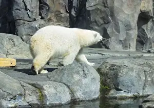 Caged Prints: Side of polar bear walking in enclosure at the Anchorage zoo on a sunny spring day