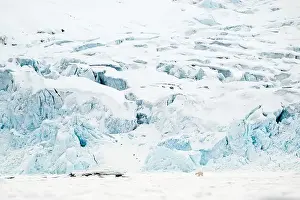 Hyper Carnivorous Bear Prints: Polar bear walking in front of glacier, Svalbard