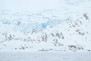 Hyper Carnivorous Bear Prints: Polar bear walking in front of glacier, Svalbard