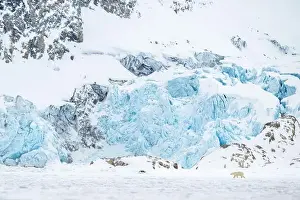 Arctic Bear Prints: Polar bear walking in front of glacier, Svalbard
