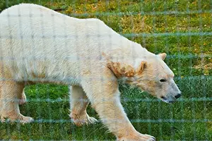Immense Prints: A polar bear walking on green grass behind a wire fence in a zoo or wildlife enclosure
