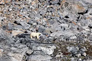 Mountainside Prints: A polar bear walking along the rocky fjord mountainside