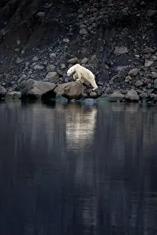 Moraine Prints: A polar bear walking along the rocky shore of Vikinge Bay