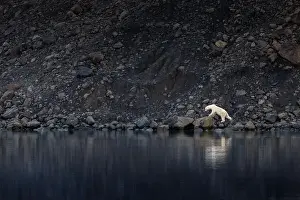 Moraine Prints: A polar bear walking along the rocky shore of Vikinge Bay