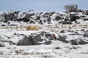 Ursus Maritimus Prints: Polar bear walking along the rocky shoreline of the Hudson Bay near Churchill, Manitoba