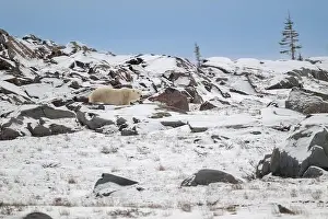 Ursus Maritimus Prints: Polar bear walking along the rocky shoreline of the Hudson Bay near Churchill, Manitoba