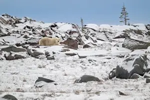 Ursus Maritimus Prints: Polar bear walking along the rocky shoreline of the Hudson Bay near Churchill, Manitoba