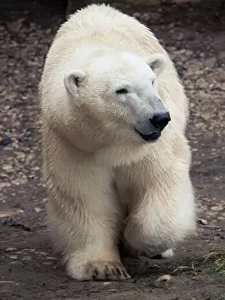 Nunavut Prints: polar bear walking across rocky tundra Zoo photo