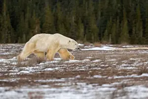 Sub Arctic Prints: Polar bear walking through a snow covered field in October near Churchill, Manitoba