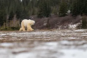 Sub Arctic Prints: Polar bear walking through a snow covered field in October near Churchill, Manitoba