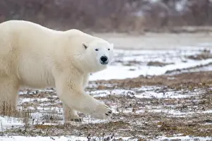 Sub Arctic Prints: Polar bear walking through a snow covered field in October near Churchill, Manitoba