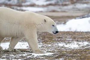 Sub Arctic Prints: Polar bear walking through a snow covered field in October near Churchill, Manitoba