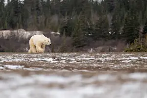 Sub Arctic Prints: Polar bear walking through a snow covered field in October near Churchill, Manitoba