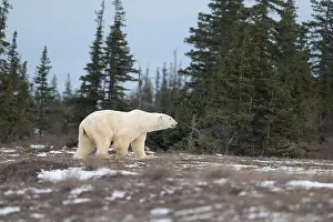 Sub Arctic Prints: Polar bear walking through a snow covered field in October near Churchill, Manitoba