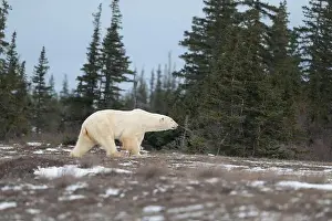 Sub Arctic Prints: Polar bear walking through a snow covered field in October near Churchill, Manitoba