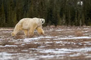 Sub Arctic Prints: Polar bear walking through a snow covered field in October near Churchill, Manitoba