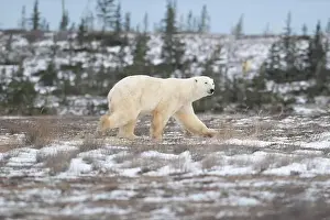 Sub Arctic Prints: Polar bear walking through a snow covered field in October near Churchill, Manitoba