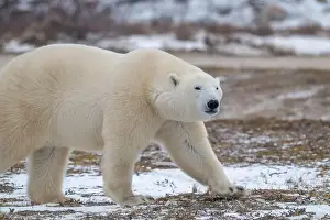 Sub Arctic Prints: Polar bear walking through a snow covered field in October near Churchill, Manitoba