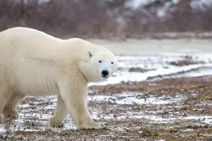 Sub Arctic Prints: Polar bear walking through a snow covered field in October near Churchill, Manitoba