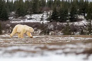 Sub Arctic Prints: Polar bear walking through a snow covered field in October near Churchill, Manitoba