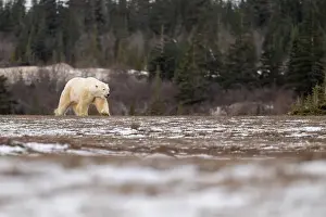Sub Arctic Prints: Polar bear walking through a snow covered field in October near Churchill, Manitoba