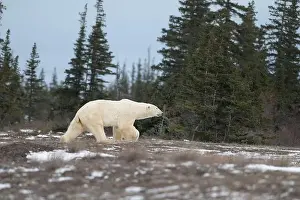 Sub Arctic Prints: Polar bear walking through a snow covered field in October near Churchill, Manitoba