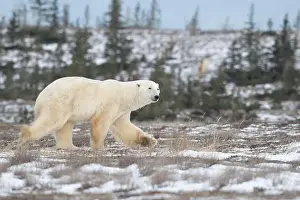 Sub Arctic Prints: Polar bear walking through a snow covered field in October near Churchill, Manitoba