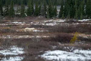 Sub Arctic Prints: Polar bear walking through a snow covered field in October near Churchill, Manitoba