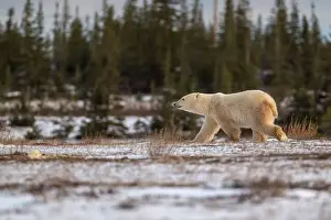 Sub Arctic Prints: Polar bear walking through a snow covered field in October near Churchill, Manitoba
