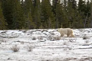 Sub Arctic Prints: Polar bear walking through a snow covered field in October near Churchill, Manitoba