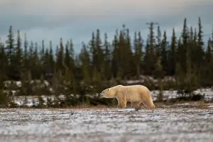 Sub Arctic Prints: Polar bear walking through a snow covered field in October near Churchill, Manitoba