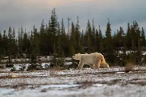 Sub Arctic Prints: Polar bear walking through a snow covered field in October near Churchill, Manitoba