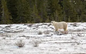 Sub Arctic Prints: Polar bear walking through a snow covered field in October near Churchill, Manitoba