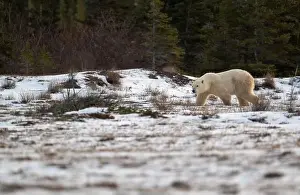 Dangerous Animal Prints: Polar bear walking through a snow covered field in October near Churchill, Manitoba