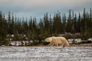 Dangerous Animal Prints: Polar bear walking through a snow covered field in October near Churchill, Manitoba