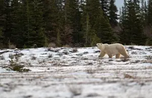 Dangerous Animal Prints: Polar bear walking through a snow covered field in October near Churchill, Manitoba