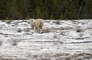 Dangerous Animal Prints: Polar bear walking through a snow covered field in October near Churchill, Manitoba