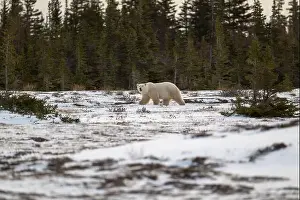 Dangerous Animal Prints: Polar bear walking through a snow covered field in October near Churchill, Manitoba