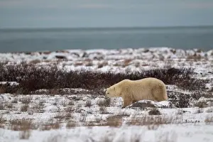 Ursus Maritimus Prints: A polar bear walking through snow covered ground with Hudson Bay in the background near Churchill