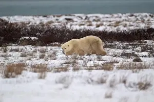 Ursus Maritimus Prints: A polar bear walking through snow covered ground with Hudson Bay in the background near Churchill