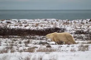 Ursus Maritimus Prints: A polar bear walking through snow covered ground with Hudson Bay in the background near Churchill