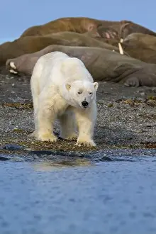 Whisker Prints: Polar bear and walruses on land, Svalbard, Norway