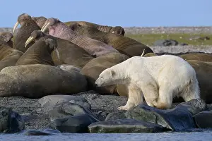 Whisker Prints: Polar bear and walruses on land, Svalbard, Norway