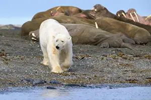 Whisker Prints: Polar bear and walruses on land, Svalbard, Norway