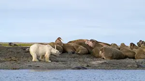 Whisker Prints: Polar bear and walruses on land, Svalbard, Norway