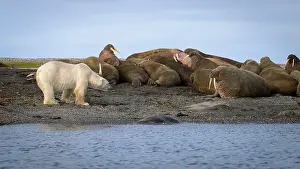 Whisker Prints: Polar bear and walruses on land, Svalbard, Norway