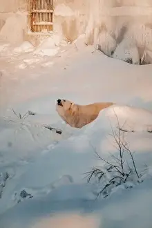 Boreal Prints: Polar bear in wildlife park in the snow in Ranua, Lapland