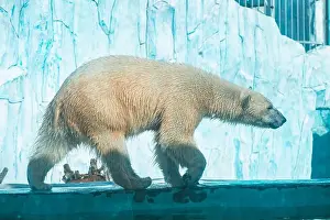 Sniffing Prints: a polar bear in a zoo walks on a ledge on a blue background in the form of ice floes