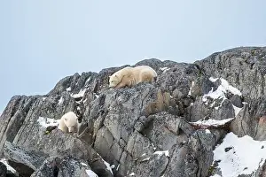 Two Animals Prints: Two polar bears climbing on the rocks along the Hudson Bay just outside of Churchill